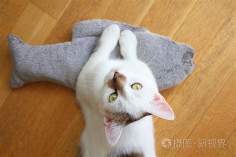 猫来家门口|猫进家门预示着什么风水？解读猫的吉凶寓意